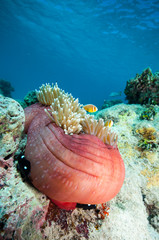 ハナビラクマノミ