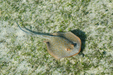 エイ © treetstreet