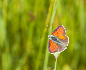 Purple-edged Copper, Lycaena hippothoe