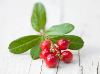 Vaccinium vitis-idaea,lingonberry