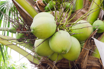 Coconuts Hanging on Palm Tree