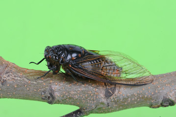 Cicada isolated on Green background