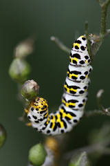 Braunwurz-Mönch (Raupe)