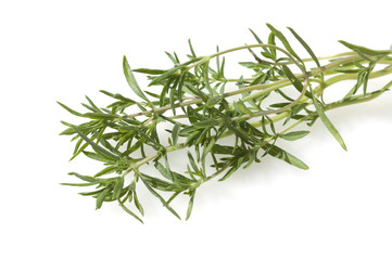 Sommer Bohnenkraut, Bergbohnenkraut, Satureja, montana,