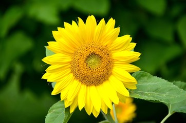Fleur de tournesol