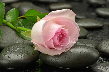 Róża na kamieniach do spa - 55106811