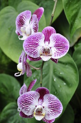 orchidee