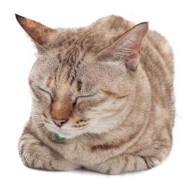 Cute Cat Sleeping On White Background