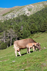 Fototapeta na wymiar calf with its mother grazing on the mountain