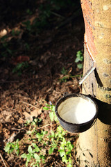 rubber tree