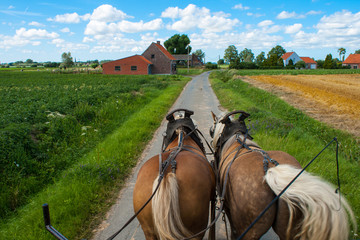 Through the flemish fields with horse and covered wagon. - 55109605