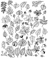 Leaves