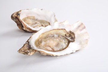 oyster isolated in white background