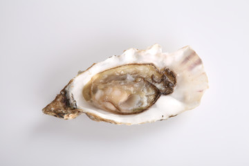 oyster isolated in white background