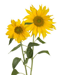 Fototapeta premium sunflower isolated on white