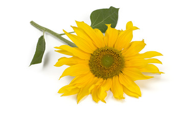 Naklejka premium sunflower isolated on white