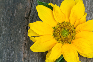 sunflower on wooden surface