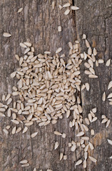 peeled sunflower seeds on wooden surface