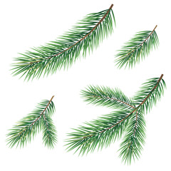 Branches of a Christmas tree