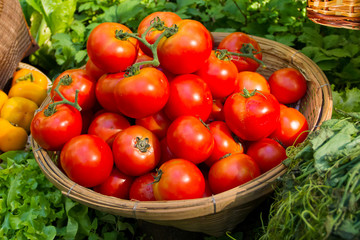 Tomatoes in the basket