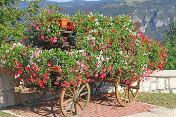 Fototapeta na wymiar piękny kwiat góra Koszyk z wieloma Pelargonie i inne flo