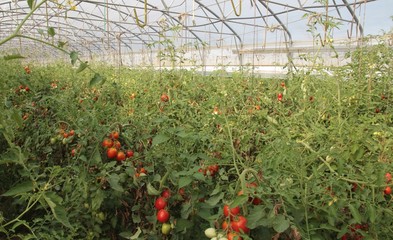 greenhouse for the cultivation of cluster tomatoes and cherry to