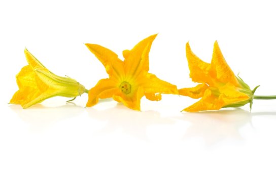 Fleurs de cougette