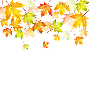 autumn maple leaves on a white background.autumn background.vect