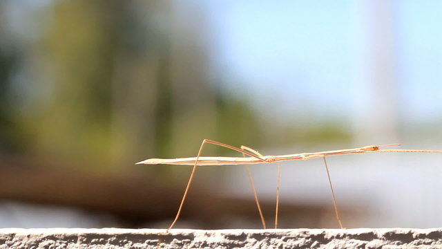 Northern Walkingstick Insect (Diapheromera fermorata)
