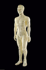 Acupuncture Model - Traditional Chinese Medicine