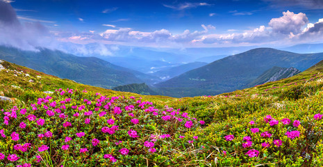 Obraz premium Magic pink rhododendron flowers on summer mountain