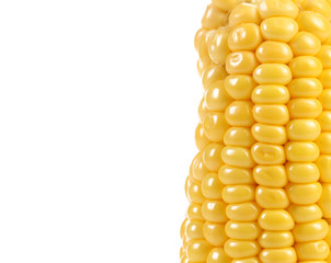 Boiled corn and white background 50/50.