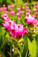 siam tulip or curcuma chiangmai Thailand