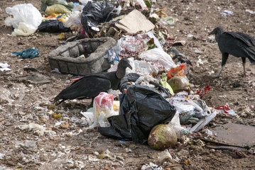 birds at landfill