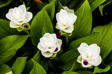 siam tulip or curcuma chiangmai Thailand