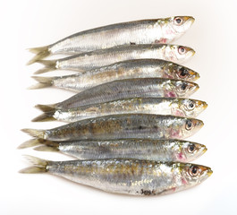 Sardinillas frescas.
