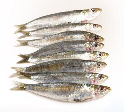 Sardinillas frescas.