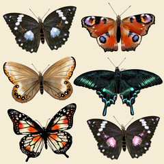 Set of vector colorful realistic butterflies for design