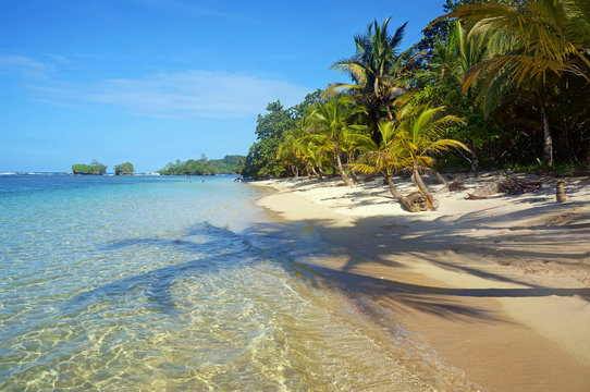 Pristine beach with shade of coconut trees