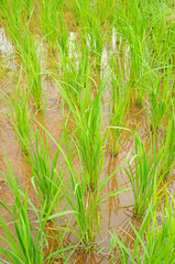 rice field in thailand
