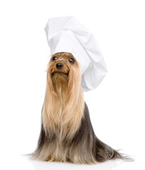 Yorkshire Terrier  in chef's hat looking away. isolated on white