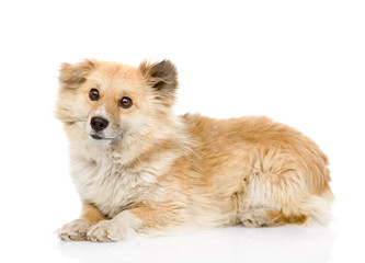 fluffy dog lying in profile. looking at camera. isolated 