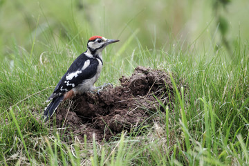 Great-spotted woodpecker, Dendrocopos major juvenile 