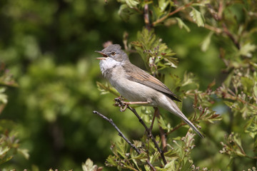 Common whitethroat, Sylvia communis