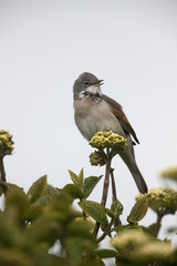 Common whitethroat, Sylvia communis