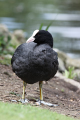 Coot, Fulica atra