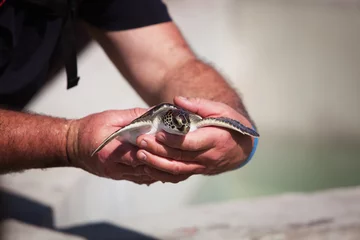 Tableaux ronds sur aluminium brossé Tortue Manipulation de jeunes tortues marines des Caraïbes pour la conservation