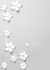 white cherry blossom on white background