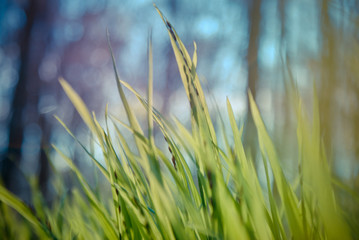 Frisches grünes Gras mit unscharfen Hintergrund und Vordergrund