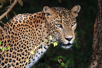 Naklejka premium Portrait of an Sri Lankan Leopard, Yala, Sri Lanka